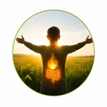Metabolism control — balances overall metabolic processes in the liver