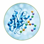 Protein metabolism — supports body growth, repair and protein utilization