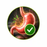 Digestion support — produces bile for fat digestion and vitamin absorption